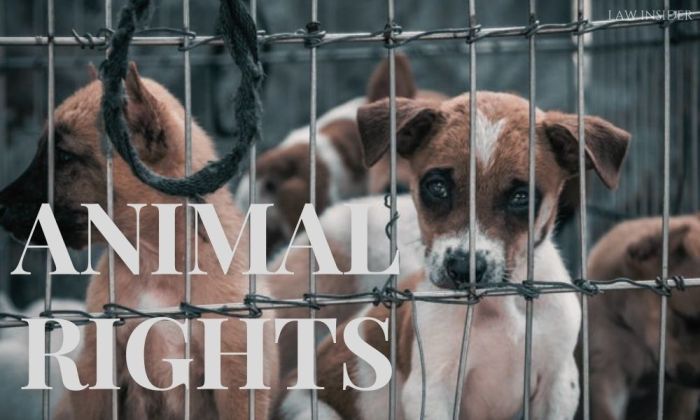 Animal rights testing animalrights help
